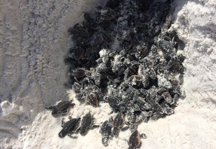 Loggerhead Hatchlings